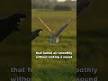 Owl | The Silent Assassin