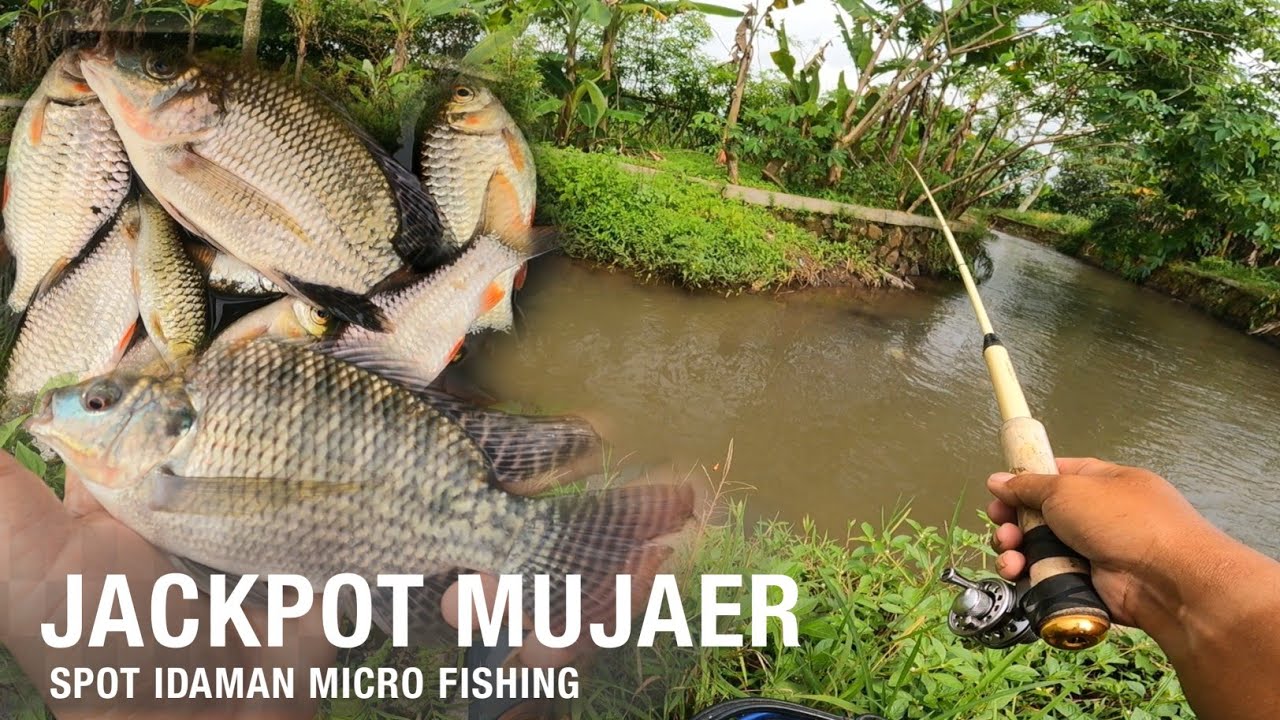 YANG LAIN MANCING DI SUNGAI BESAR‼️AKU DI SUNGAI KECIL INI || MANCING DERBANG BONUS NILA