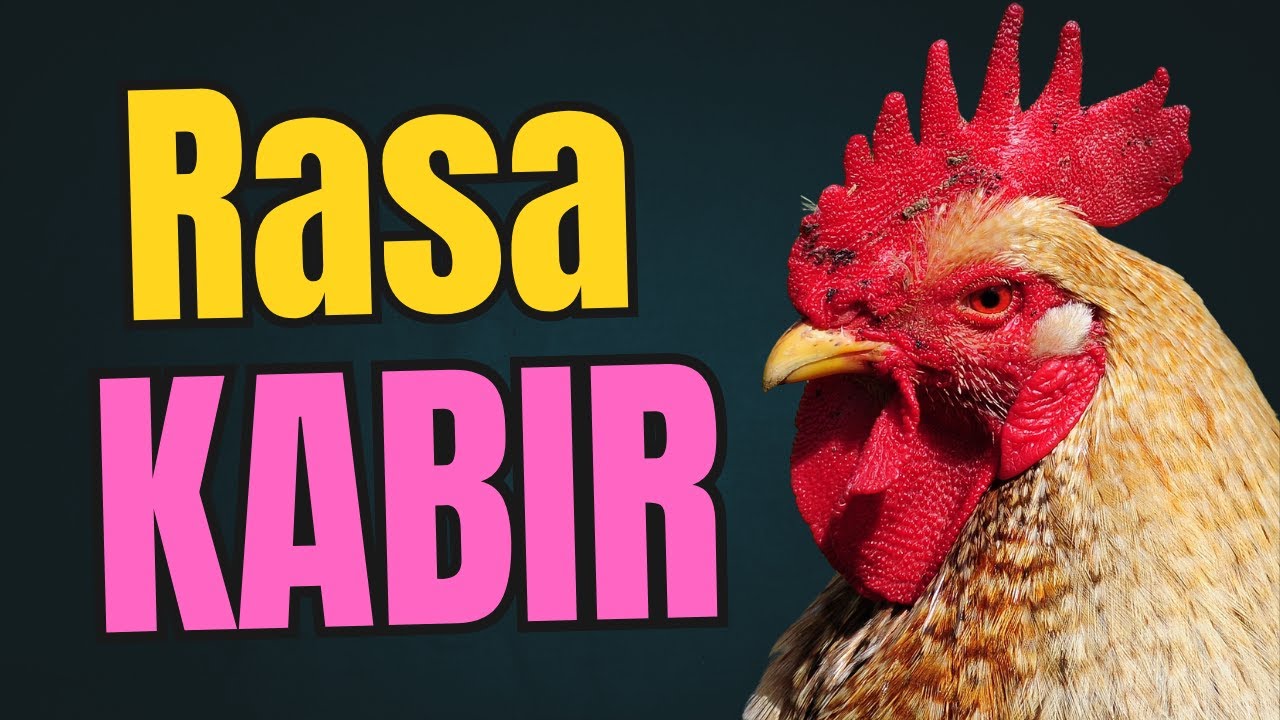 De ce să alegi găini Kabir? 200 de ouă și 5 kg în 3 luni cu costuri minime