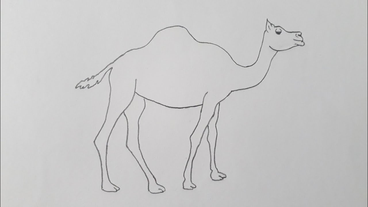 How to draw a camel easy step by step | Easy camel drawing tutorial ...