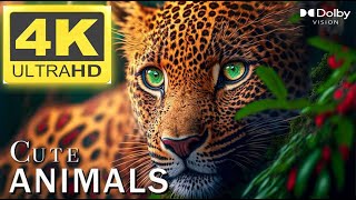 4K Ultra Hd Video - Cute - Animal-Nature 4K 60Fps Uhd With Nature Music 2023