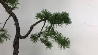 Pot Choice Scots Pine