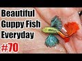 Guppy channel  beautiful guppy fish everyday 70