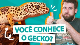 GECKO (LAGARTIXA LEOPARDO) - Ter ou não ter? 🦎 by Manual Pet 29,214 views 2 years ago 9 minutes, 20 seconds