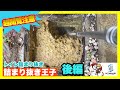 【詰まり抜き】節水トイレにダブルのトイレットペーパーを使ってたら、こんなに詰まってた！職人による高圧洗浄で排水管をきれいに掃除！すっきり！[drain][排水溝掃除][現場]
