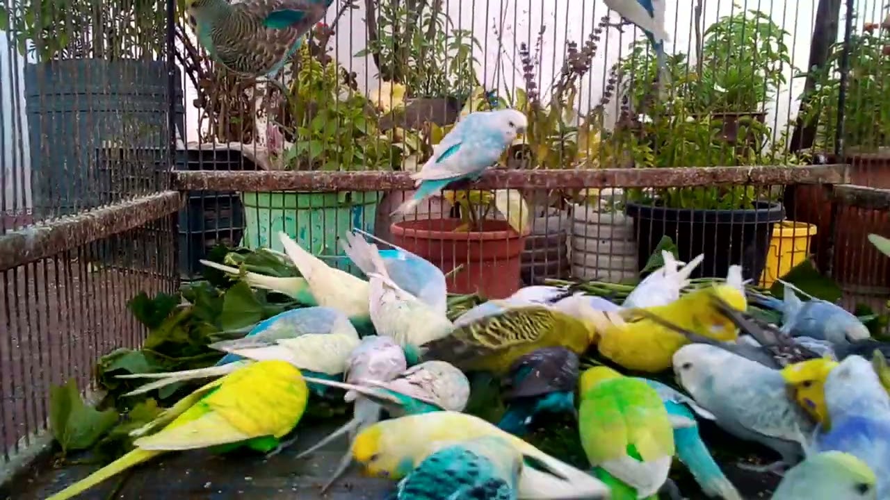 🕵️‍♂️ Surprising Secrets to Instantly Cheer Up Your Bird at Home! 🎭🔍