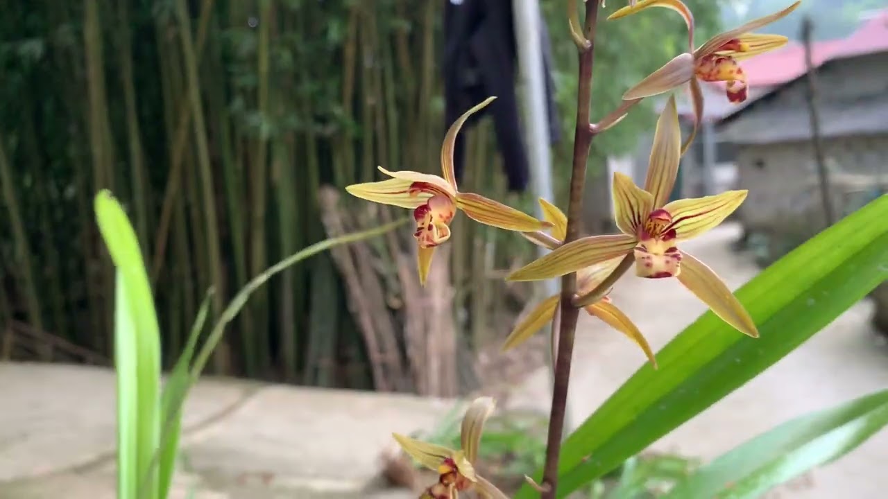 Phiên tối 28/2/2026 Sđt 0961047918 địa lan mạc Xuân nhiều bông đẹp ạ 