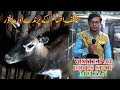 Birds and Animals shop at Multan fancy birds and Deer (JAIC) Updates Video In Urdu/Hindi