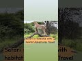 Close Up Look Of The Cheetah In Ndutu Area Part Of Ngorongoro The Best Place From December March Close Up Look Of The Cheetah In Ndutu Area Part Of Ngorongoro The Best Place From December March