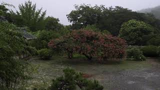 목백일홍과 빗소리03_10시간(Lagerstroemia indica and the sound of rain_10hours)