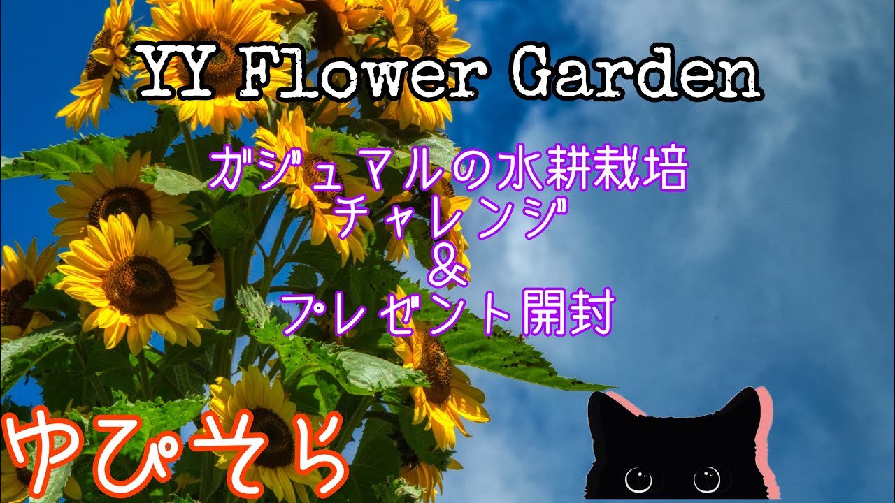 ガジュマルの水耕栽培にチャレンジ プレゼント開封しま す Youtube