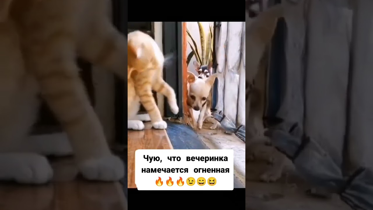 Как проходить фейс контроль 