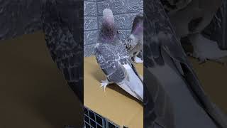 #güvercin #pigeon #şampiyonu #ytdayibenionecikarnolur #oyun #ankara  ( YARIN SAAT 21.30.CANLI MEZAT