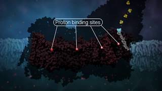 Complex I Electron Transfer