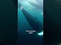 حتى لا تنقرض كائنات عمرت الأرض 50 مليون سنة