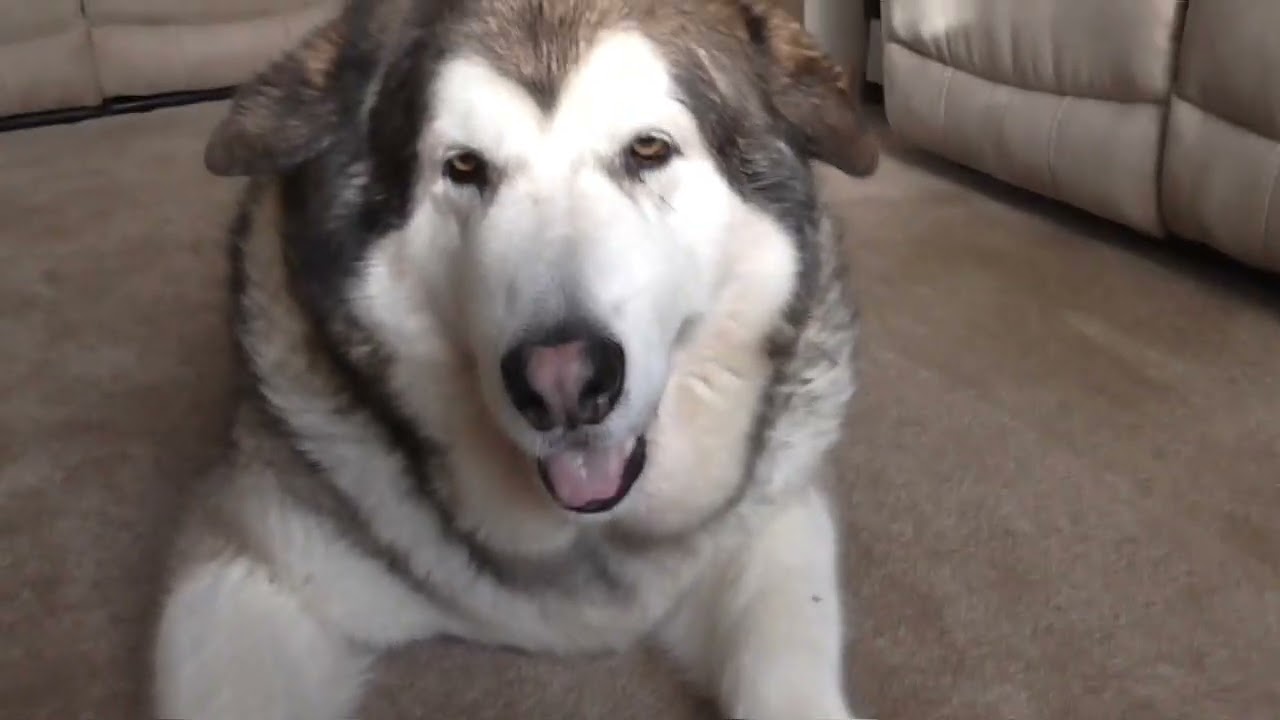 Сегодня пришла рождественская посылка с Дженсоном, аляскинским маламутом.