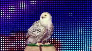 Fauconnerie Marche And Their Incredible Hawks  Frances Got Talent 2014 Audition  Week 5