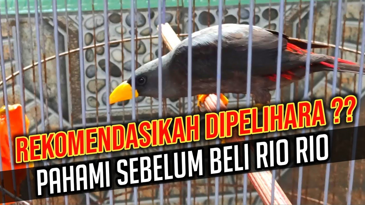 Jalak Rio Rio Tips Beli Jalak Rio Rio Ombyokan - Membedakan Jalak Rio Rio Jantan dan ...