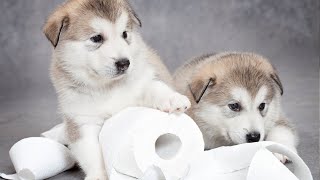 Potty Train Dogs Quickly