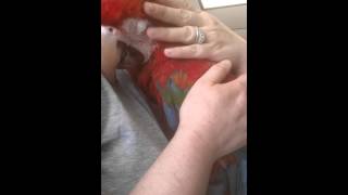 Celebrity Snuggle Ruby Wealth