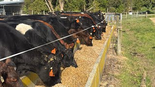 Will feeding maize in the exit race work?