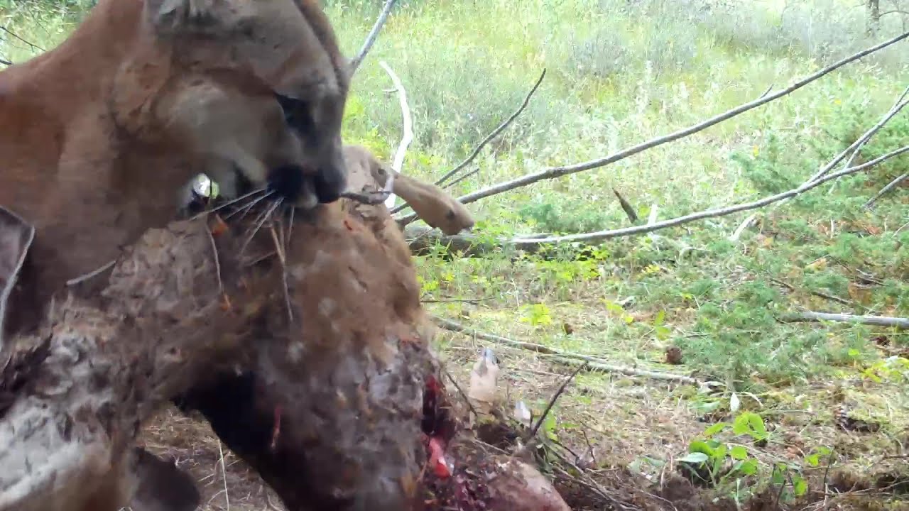 Black Bear Looks for Morsel from Mountain Lion Kill