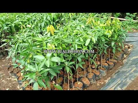 Jual Bibit Mangga Harumanis, Harga Terjangkau, Kualitas Terjamin!