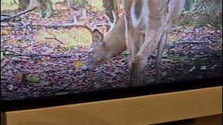 attachment1763853662607