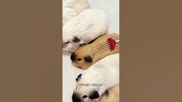 Thumbnail of The sound test of the guinea pig's voice is different. Guinea pig's cute pet debut plan Guinea p