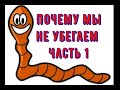 Червь. Что делать что бы червь не убегал из ящиков! Моя мини вермиферма