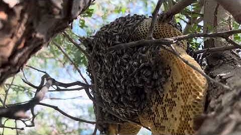 Wild Honey Harvesting | Easy & Safe Techniques for Beginners
