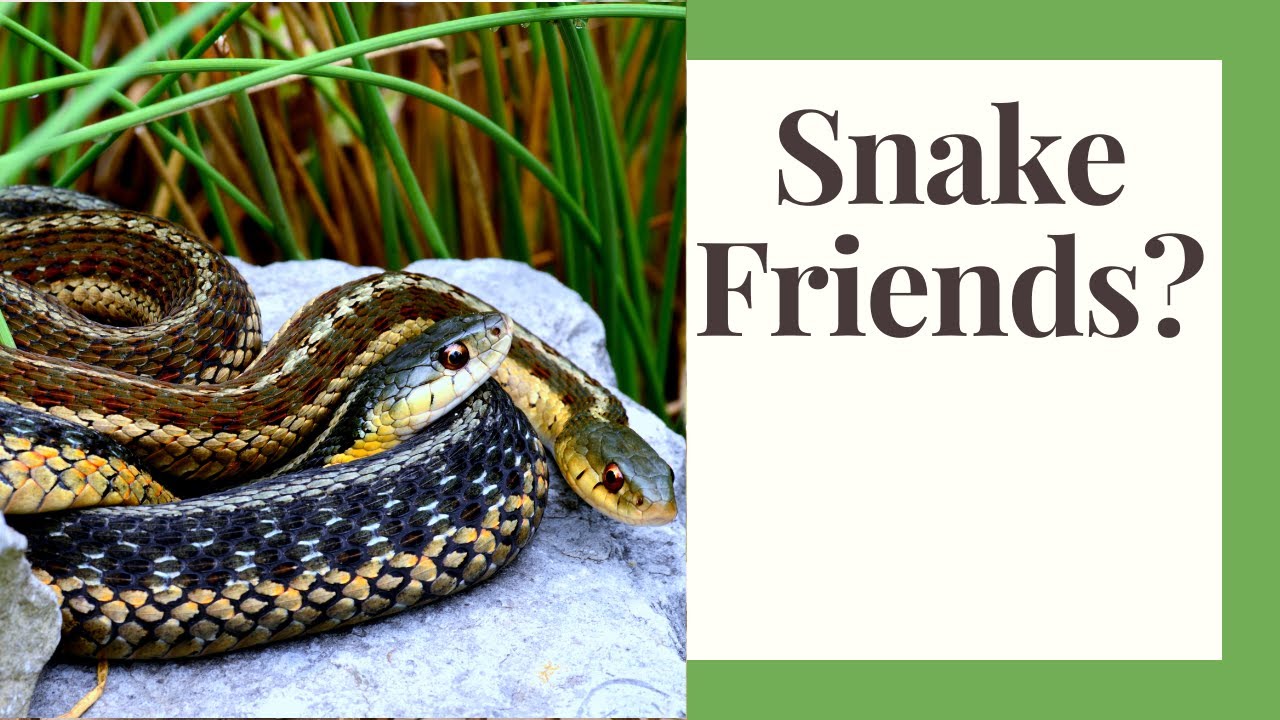 Garter snakes are surprisingly social, forming 'friendships' with