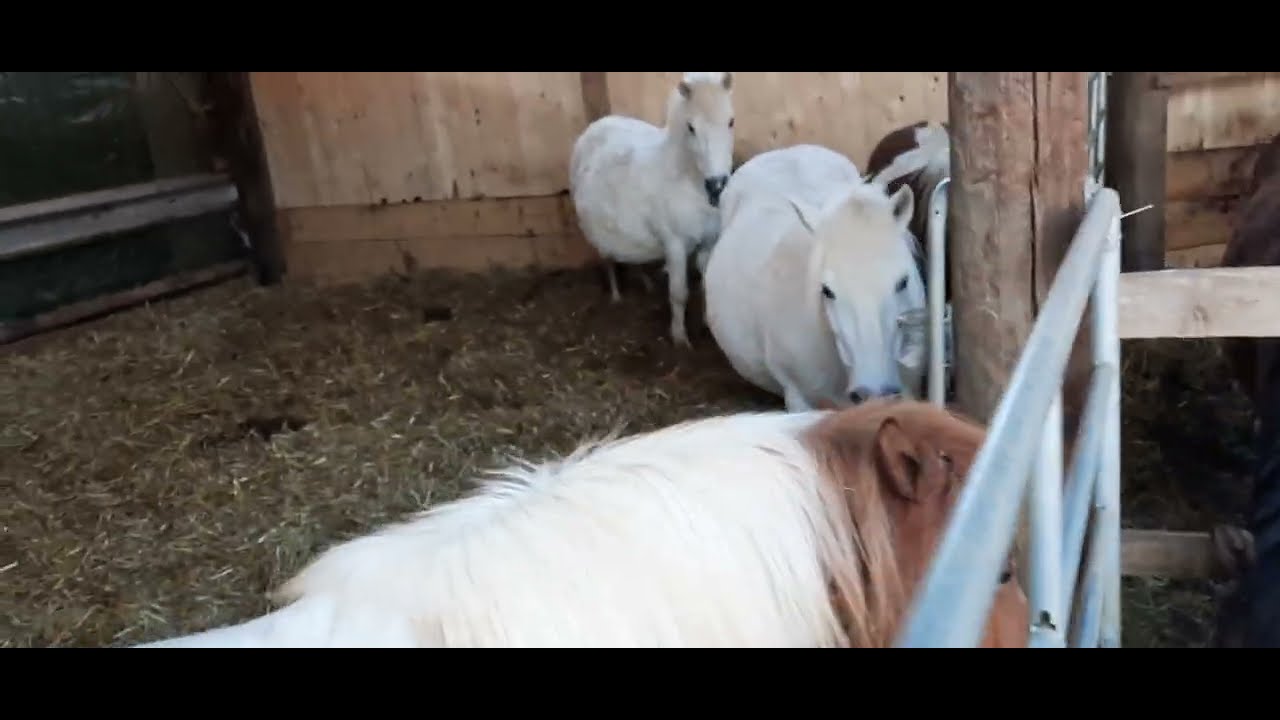 Ponyhof-Campingplatz Zwergen 