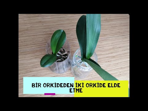 Video: Evde orkide üretimi - birden iki tane nasıl elde edilir?