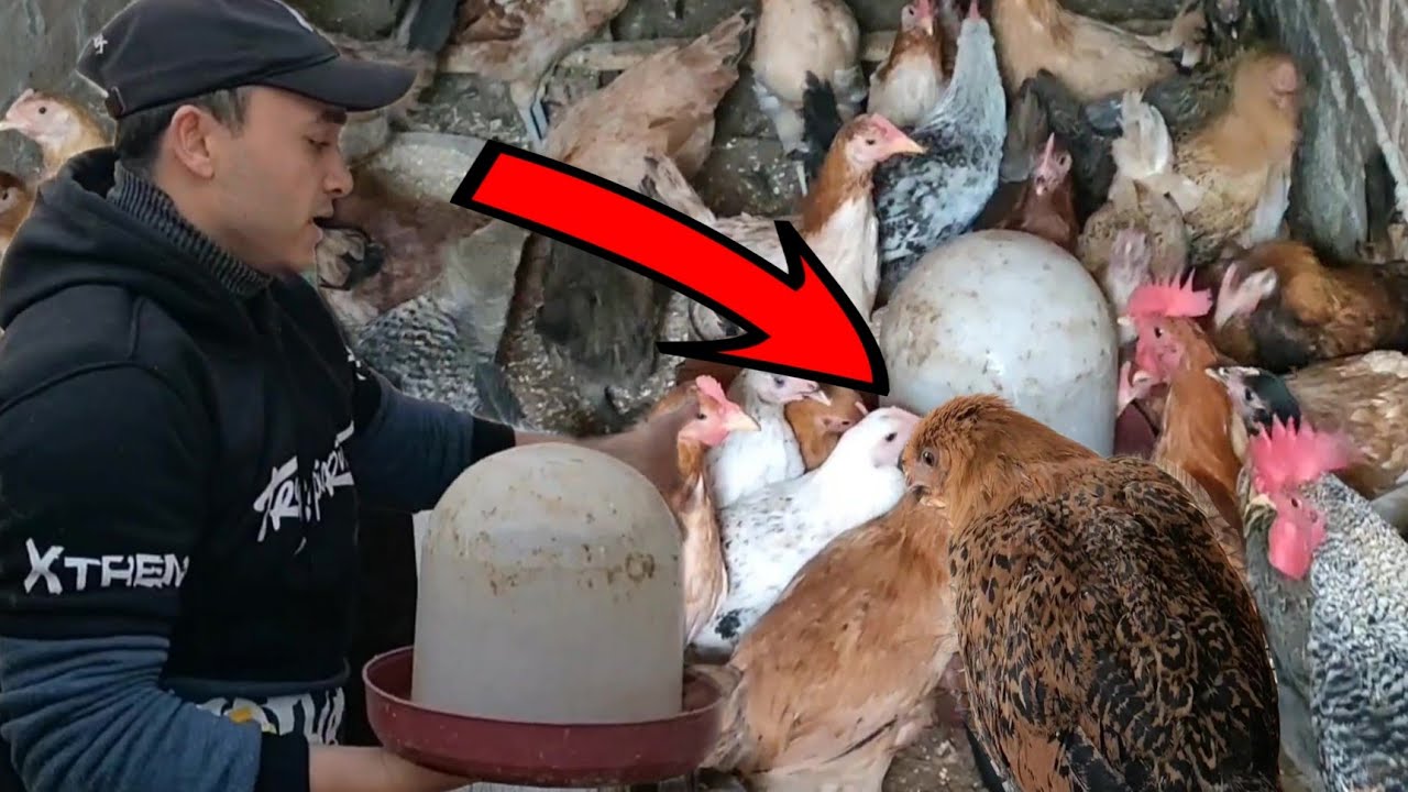 لو لقيت عندك الفراخ كشه ومش بتاكل لازم تعملى كده علاج الشوطة وكشاشان وموت الفراخ فجأة