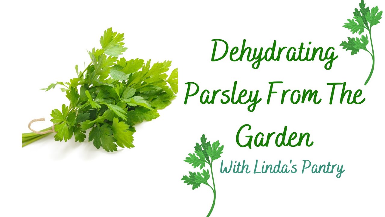 Dehydrating Parsley From The Garden With Linda's pantry