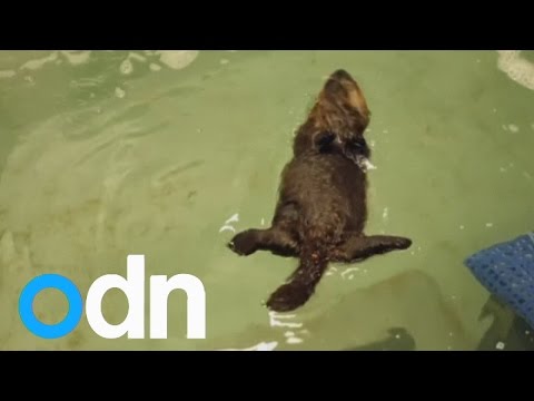 Video: Pet Scoop: Jūras otter, kurš atcerējās 13 bāreņus, Tornado Survivor atrod savu suni