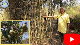 Bamboo Lagwad | Kaju Kalam| Bamboo ani Kaju Sheti| बांबू लागवड| काजू कलम | बांबू आणि काजू  शेती |