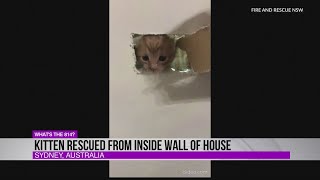 Kitten rescued from inside wall of house