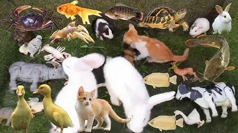 vịt con cá cảnh, bắt các con vật dễ thương, mèo dễ thương, cua, rùa, cá koi, cá vàng, thỏ, cá trê