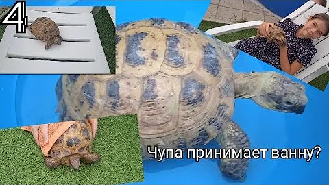 Чупа принимает ванну? Как купать вашу черепаху?🐢