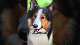 Él Pinta Estos Hermosos Retratos de Animales 🐺🎨 ID: Lqs462739886 en Douyin #art #painting #artist