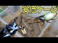 この夏カブトムシ・クワガタを飼育するならこれで！　ジェイソン【カブトムシ・クワガタ飼育】