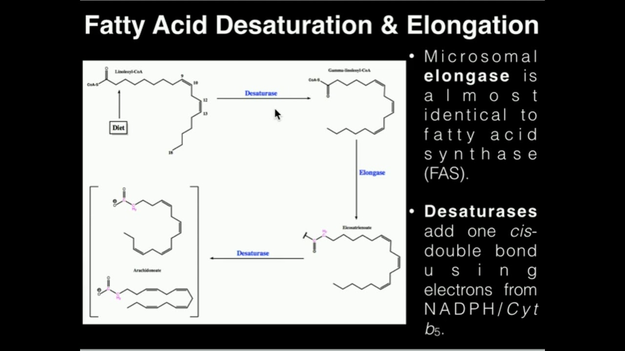PUFAs Fatty Acid Elongation and Desaturation YouTube