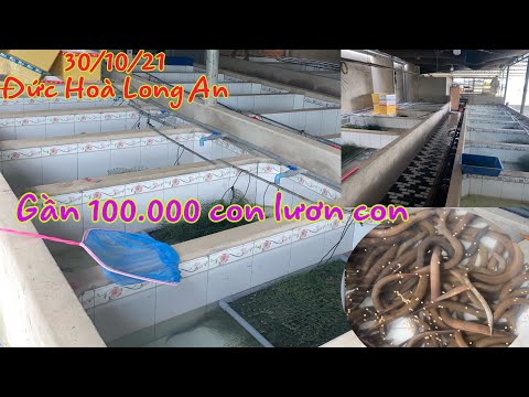 Video Khủng khiếp với mô hình nuôi lươn của Anh Danh sau 4... - youtube
