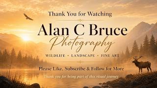 Relaxing Wildlife Photography Slideshow | Birds, Badgers & Nature Moments