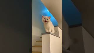 Beautiful Cats Video