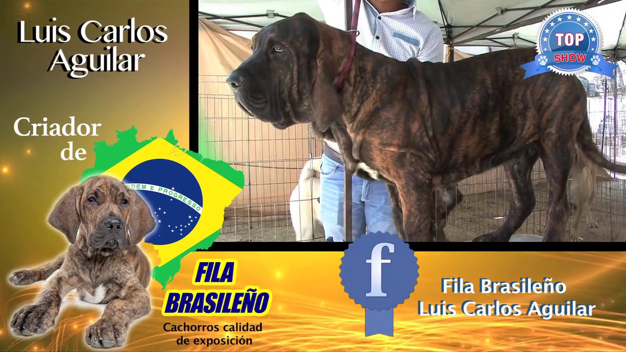 Raza de Perro FILA BRASILEÑO 🔥 Características, Cuidados y MÁS