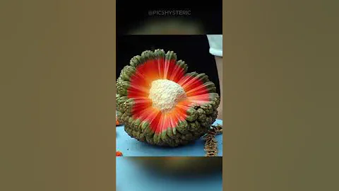 Rare Photos That Broke The Internet Part12