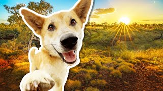 Cruiser the Australian Dingo Needs Your Help by The Farm 37,063 views 2 months ago 3 minutes, 19 seconds